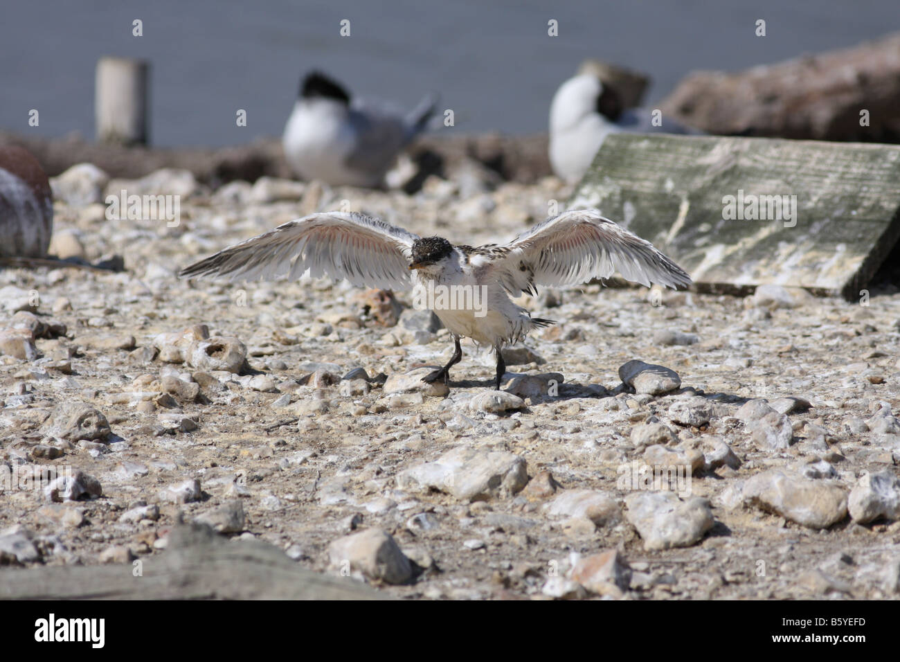 Sandwich Tern Brownsea Island Foto Stock
