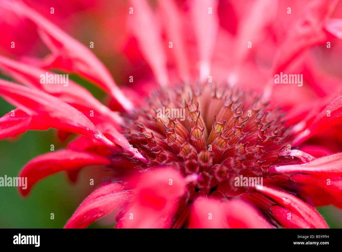 Monarda Vista Giardino fiore scarlatto close up Foto Stock Monarda Vista Giardino fiore scarlatto close up Foto Stock