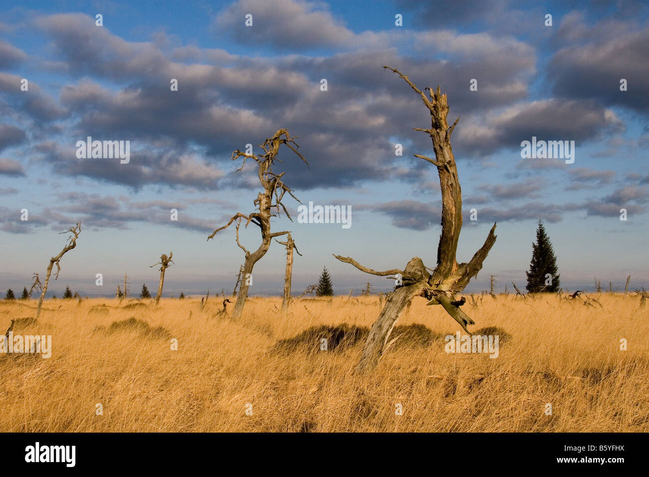 Gli alberi morti, Naturepark, Alta Venn Flohay Noir, Belgio Foto Stock