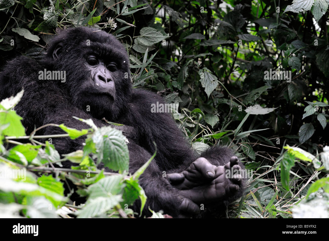 Ruanda Africa travel ecoturismo gorilla di montagna faccia espressione di ortiche giungla foresta pluviale primate animali selvatici del comportamento di mammifero Foto Stock