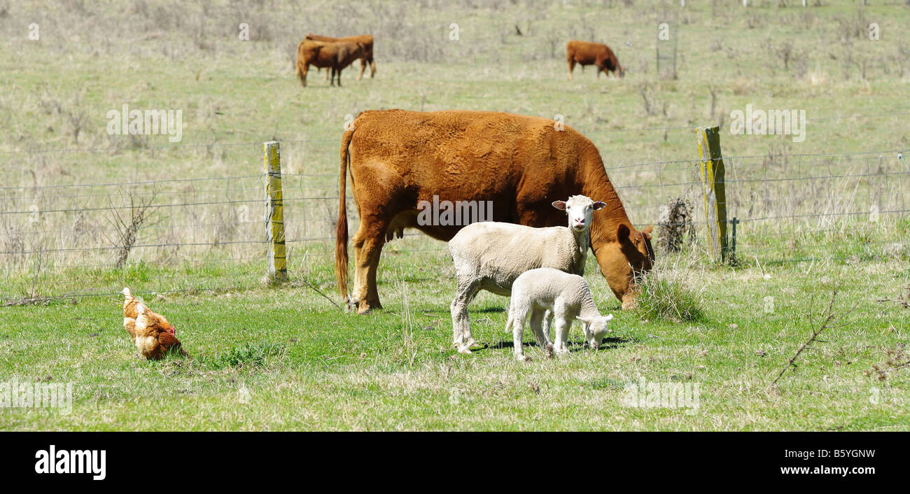 Grande immagine di polli di pecore e di vacche dell'azienda agricola Foto Stock