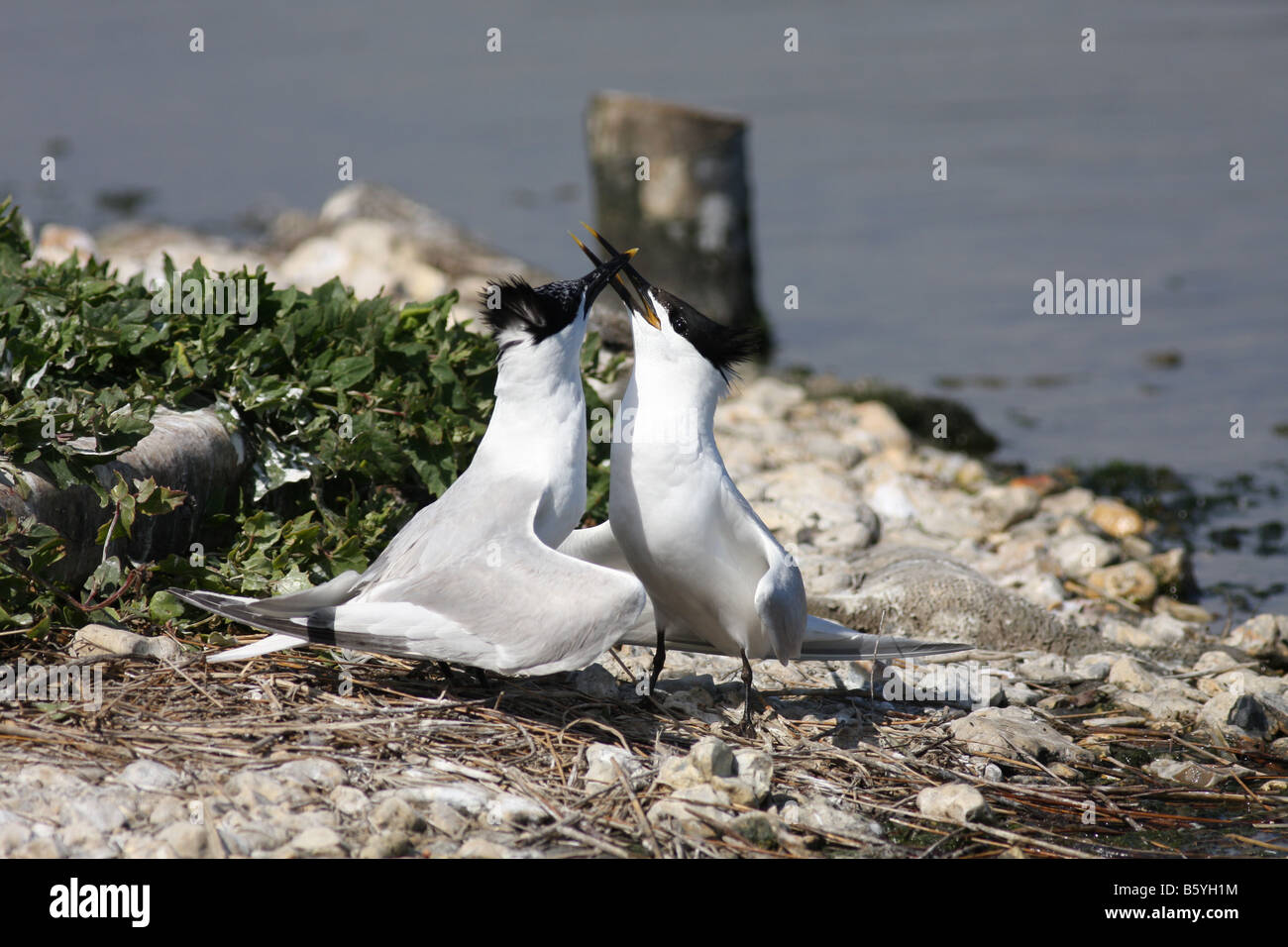 Sandwich Tern Brownsea Island Foto Stock