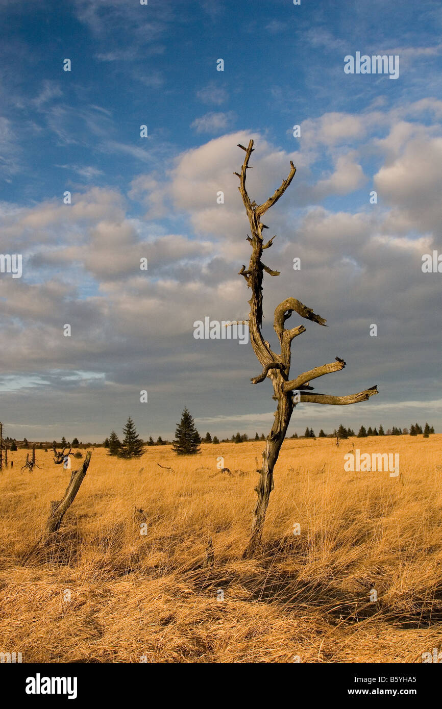 Gli alberi morti, Naturepark, Alta Venn Flohay Noir, Belgio Foto Stock