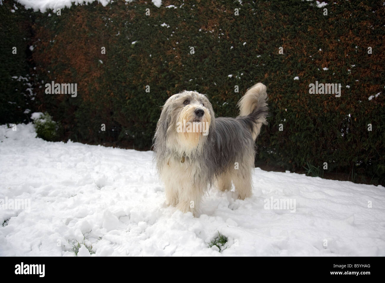 Maschio collie barbuto cane fuori nella neve in inverno a Lincs, Inghilterra Foto Stock