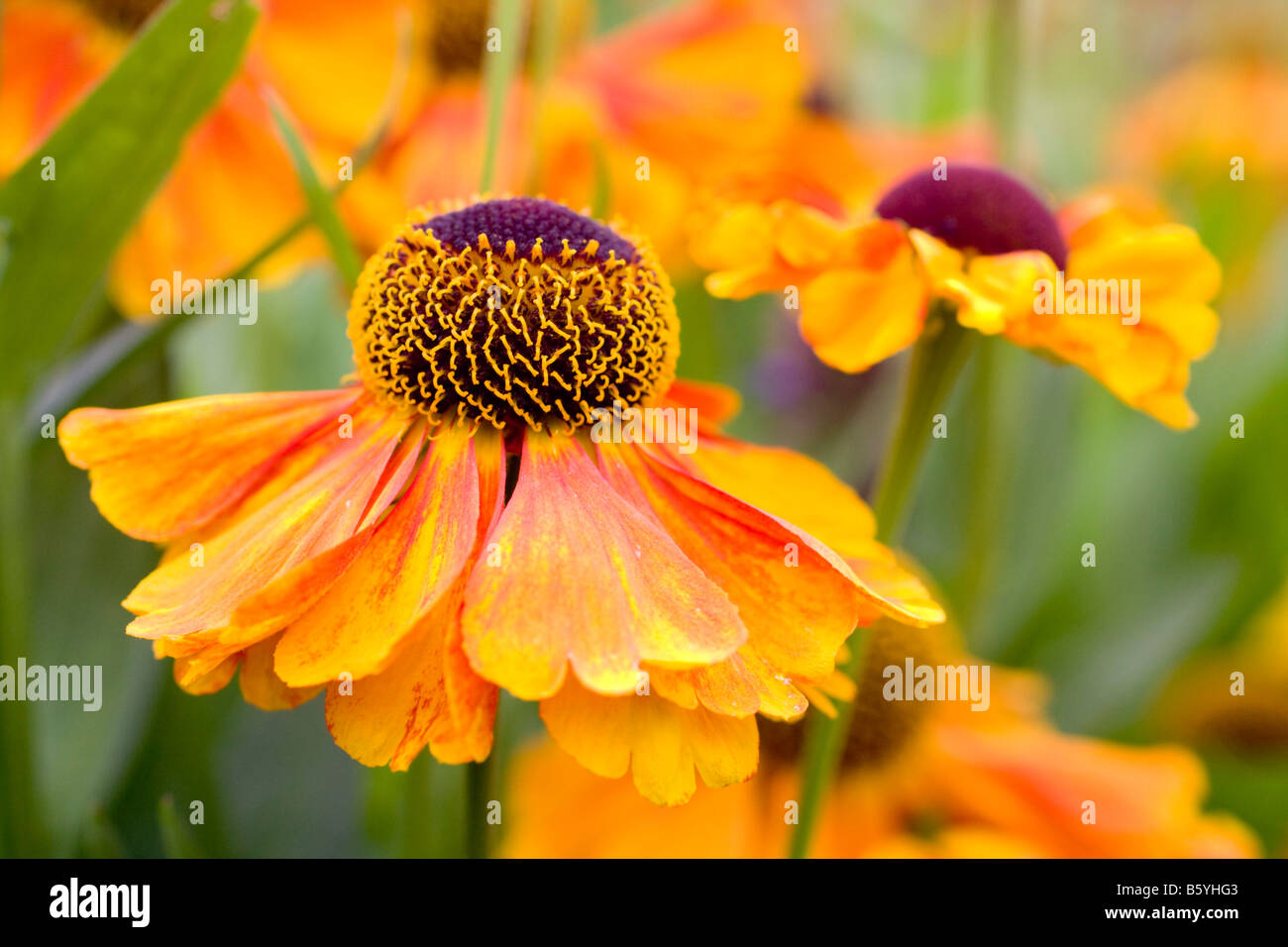 Helenium Rubinzwerg AGM fiore close up Foto Stock Helenium Rubinzwerg AGM fiore close up Foto Stock