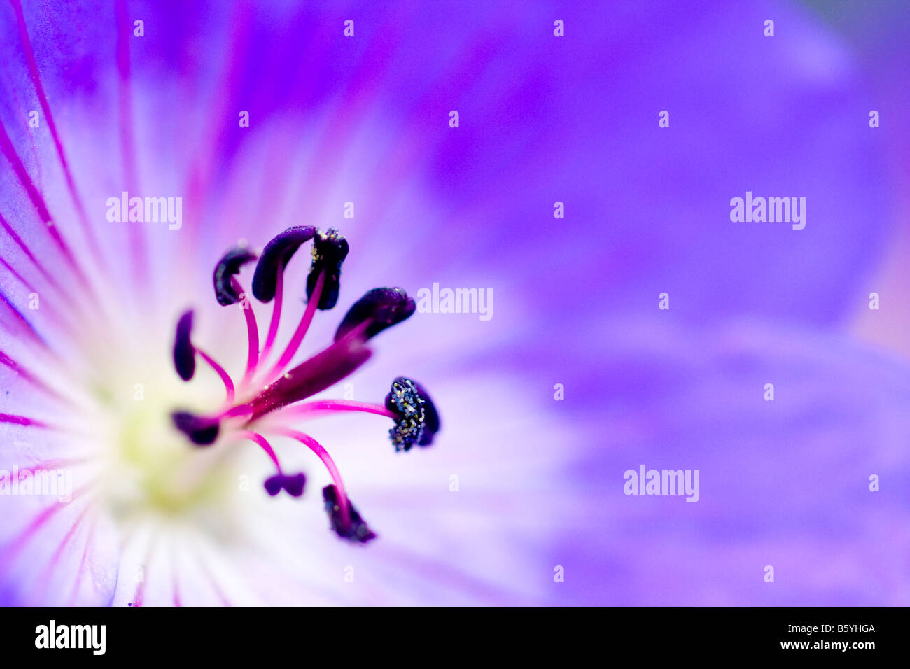 Geranio Rozanne Gerwat flower close up Foto Stock Geranio Rozanne Gerwat flower close up Foto Stock