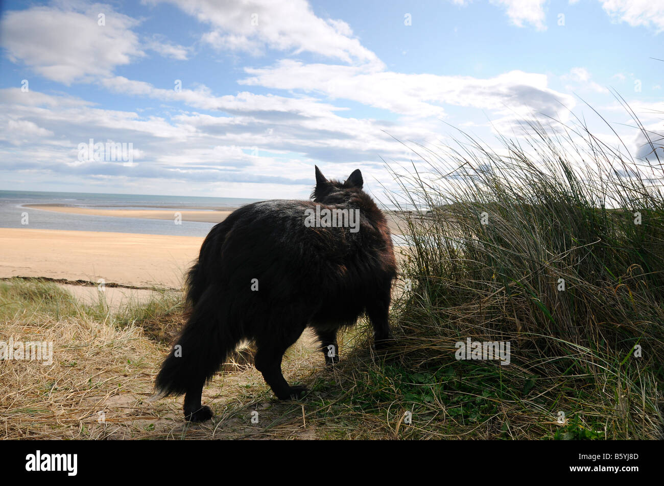 Cane a camminare sulla spiaggia Alnmouth Foto Stock
