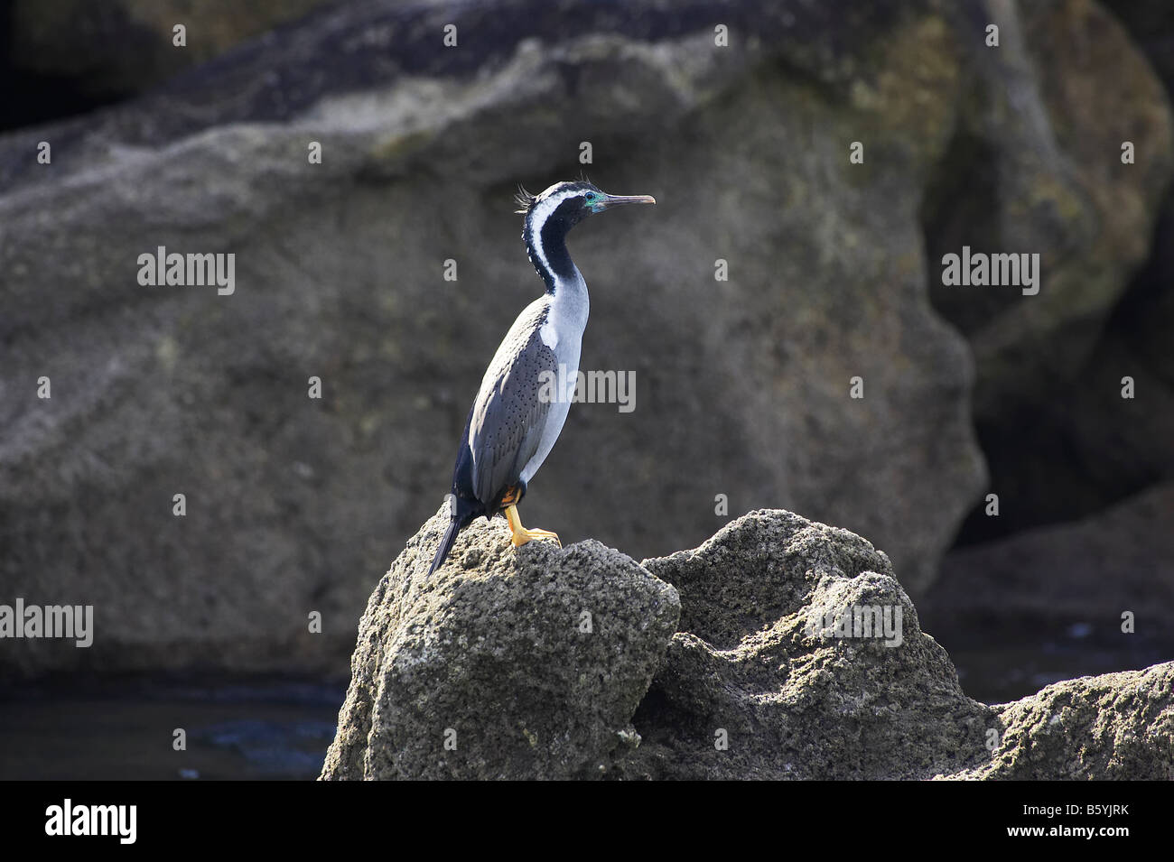 Avvistato Shag Stictocarbo punctatus in allevamento piumaggio Parco Nazionale Abel Tasman Nelson regione Isola del Sud della Nuova Zelanda Foto Stock