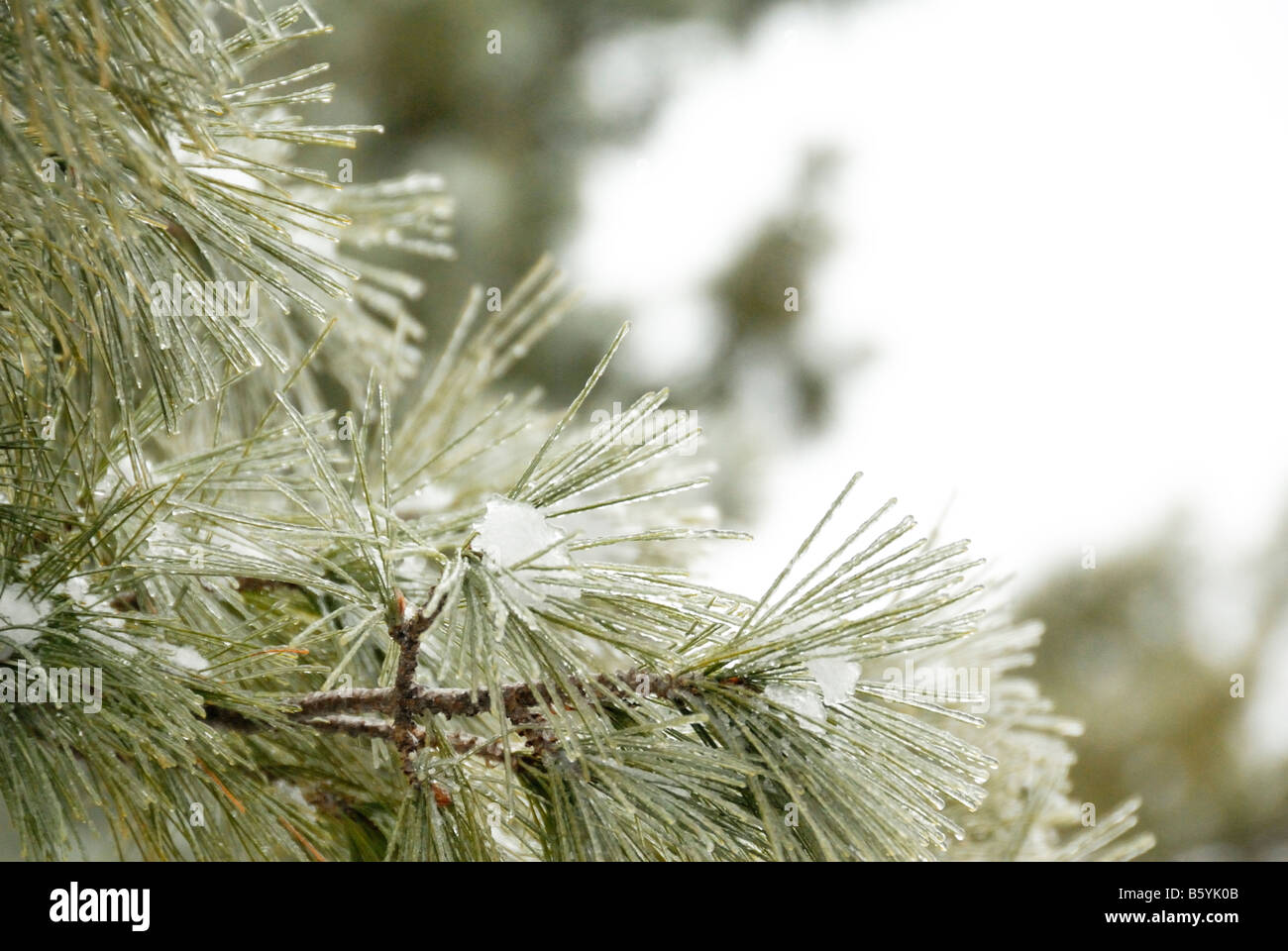 Fronda di pino in inverno con neve sul ramo Foto Stock