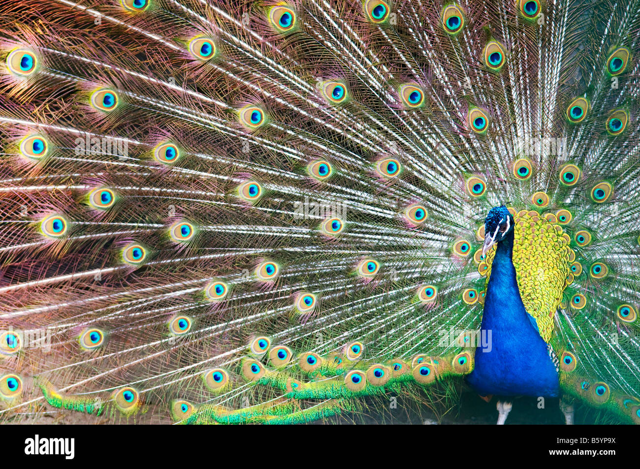 Blu pavone con colorati aperto piume Foto Stock