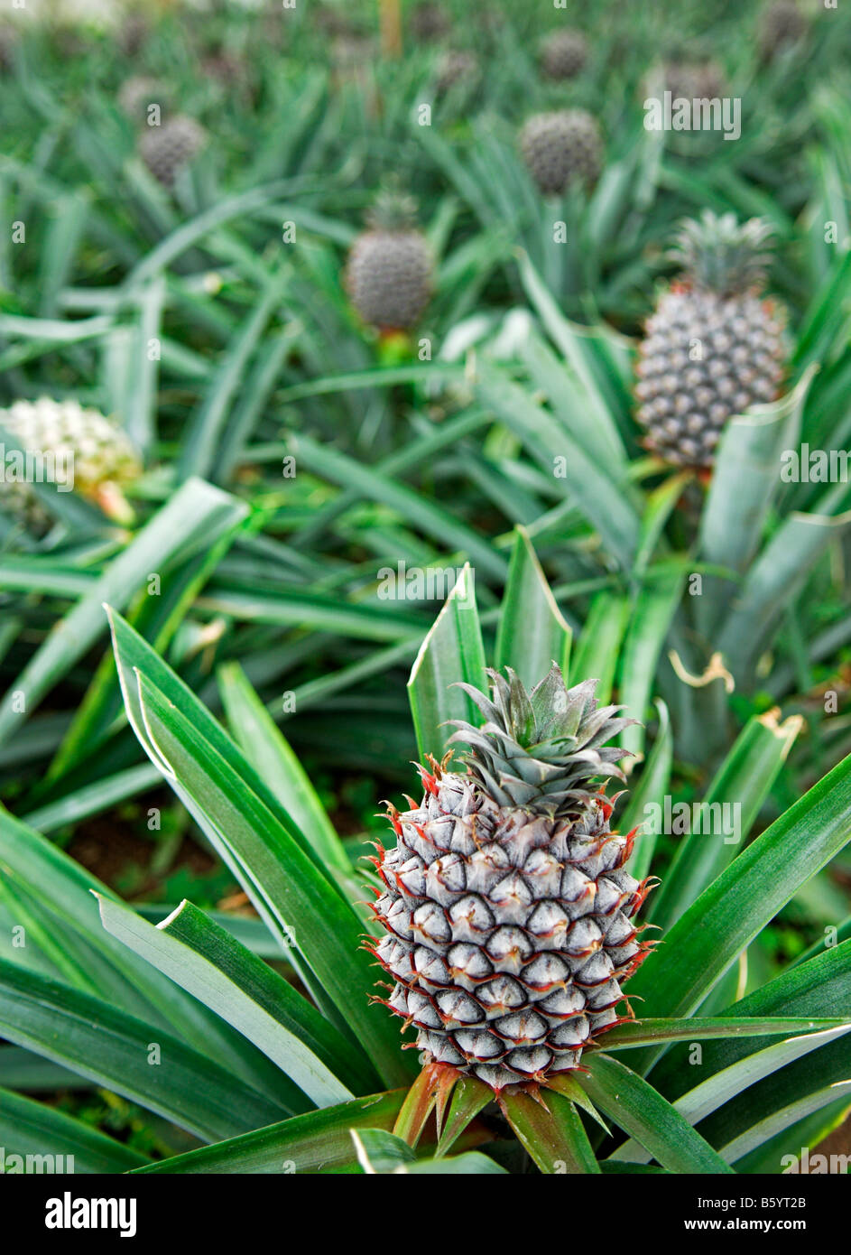 Coltivazione commerciale di ananas Ananas comosus Foto Stock