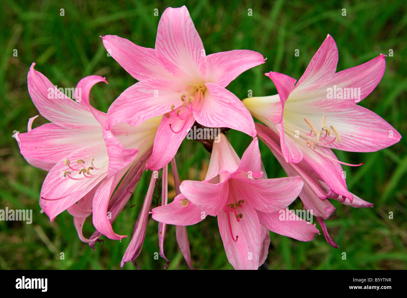Fiori di colore rosa di Belladonna Lily Amaryllis belladonna in ottobre isola Sao Miguel Azzorre Foto Stock