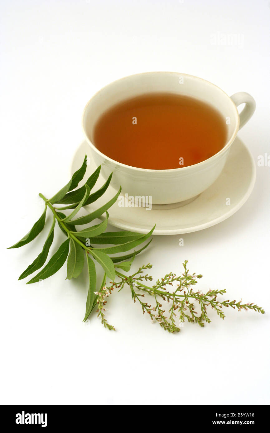 La verbena del limone infusione Lippia citriodora Foto Stock