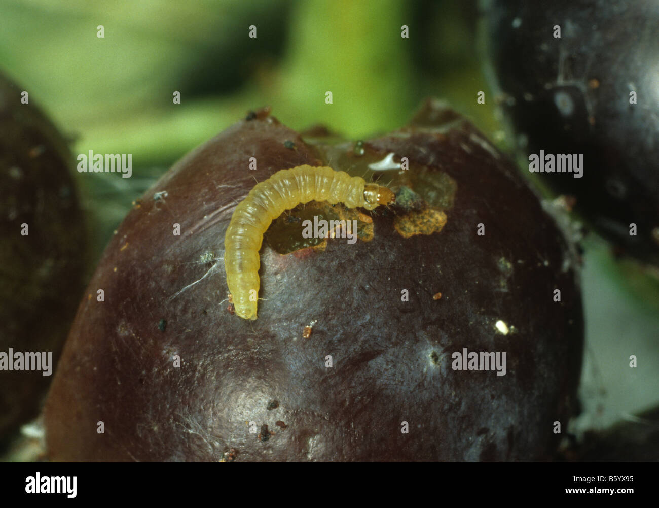 Unione tignole della vite Lobesia botrana caterpillar su uva danneggiata Foto Stock