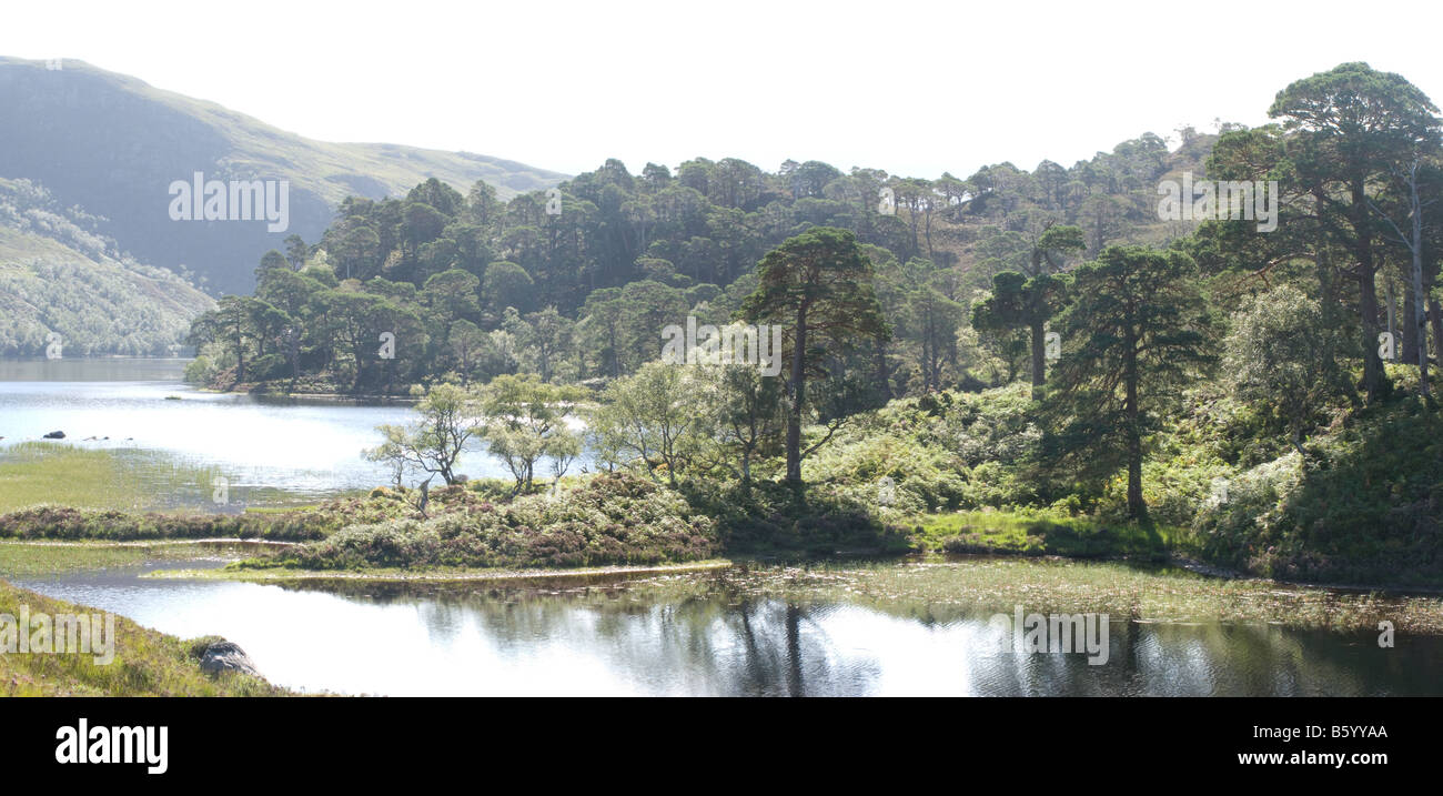Parte dei resti della foresta di Caledonian Foto Stock