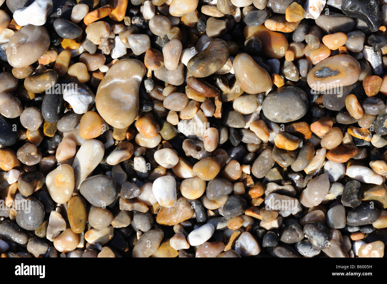 Ciottoli principalmente di pietra focaia sulla spiaggia di Branscombe East Devon Foto Stock