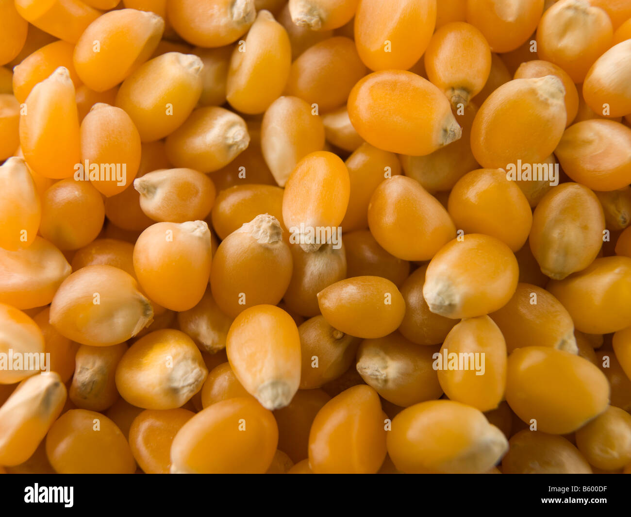 Pop Corn chicchi di mais Foto Stock