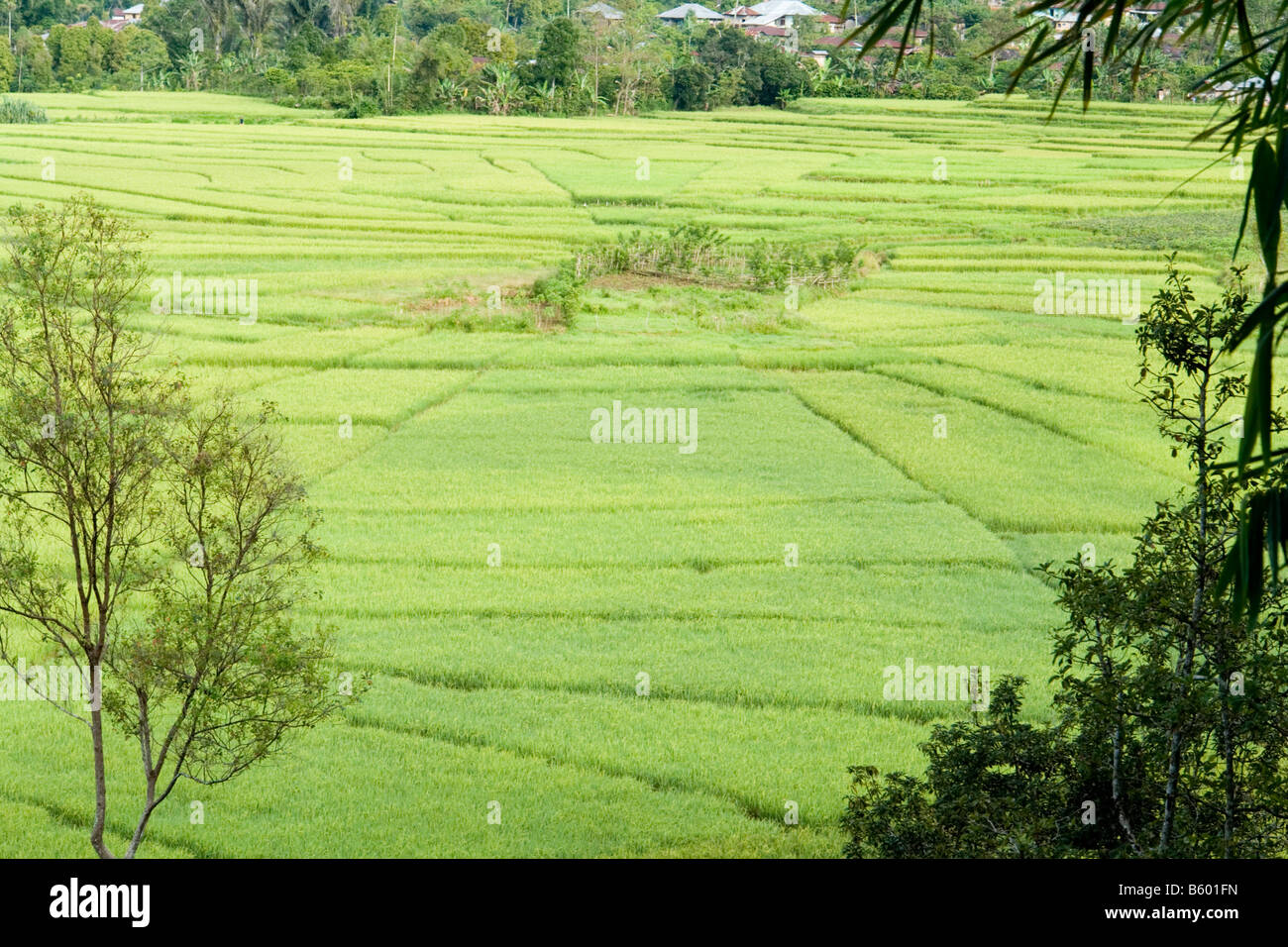 Risaie in 'spiders' web' pattern (Flores - Indonesia). Rizières en dessin de toile d'araignée (Florès - Indonésie). Foto Stock