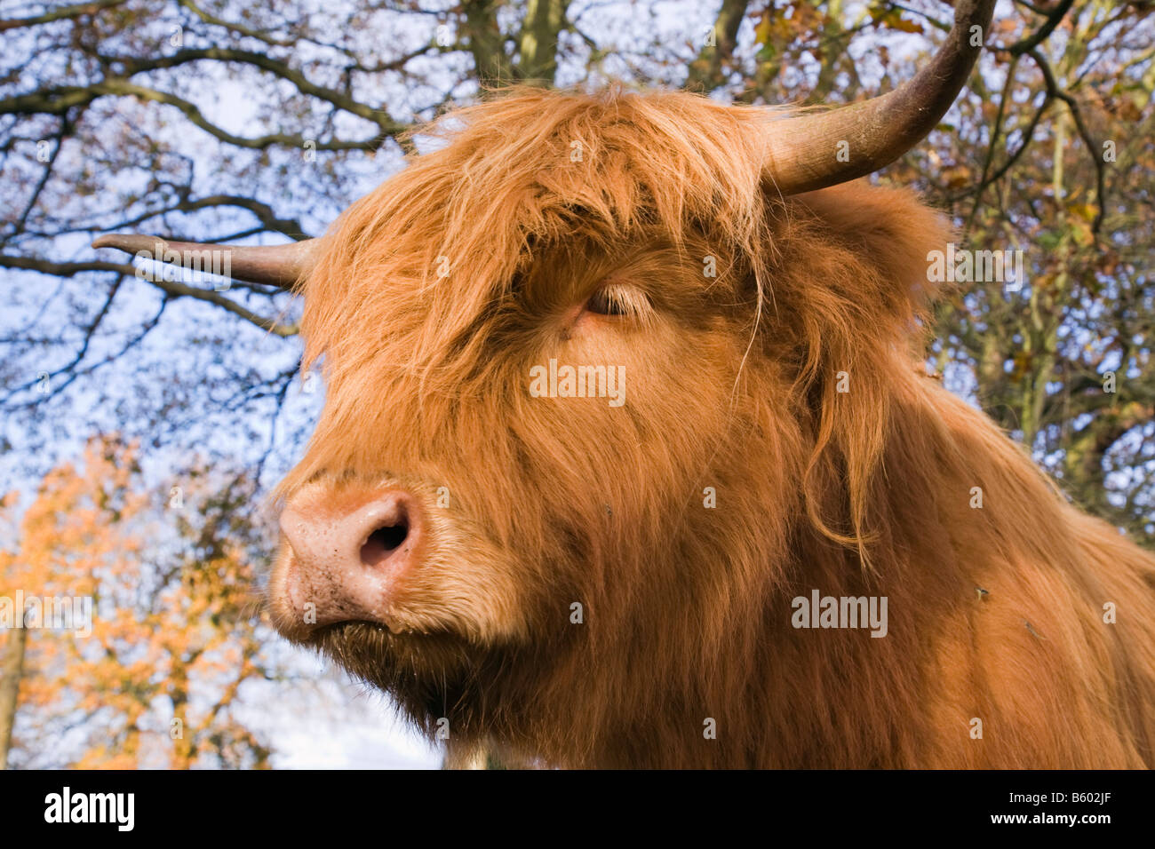 La Gran Bretagna UK Highland mucca testa e viso vicino fino Foto Stock
