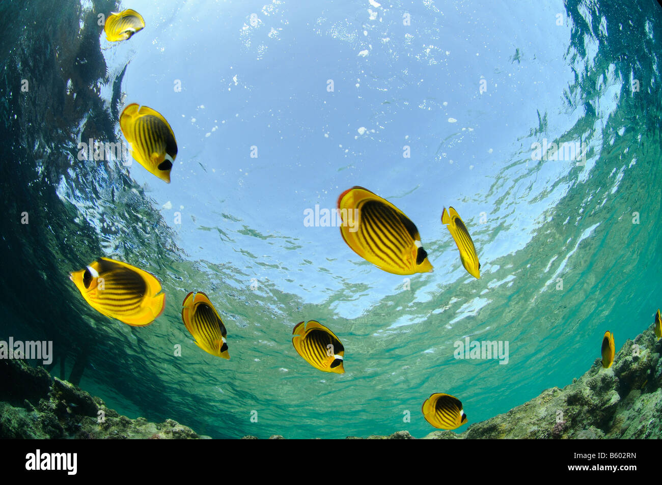 Chaetodon fasciatus butterflyfish diagonale, scuola di butterflyfish, Mar Rosso Foto Stock