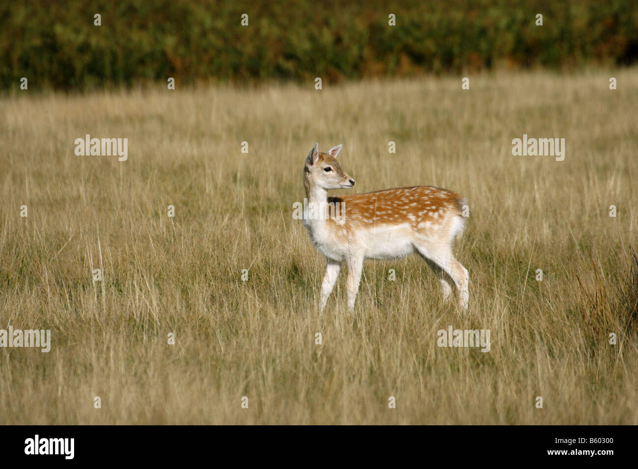 Daino Dama Dama singolo bambino in piedi in erba presi ottobre Knole Park Kent REGNO UNITO Foto Stock