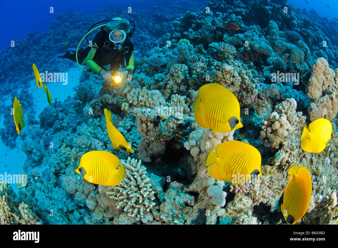 Chaetodon semilarvatus butterflyfish limone con sub in Mar Rosso Foto Stock