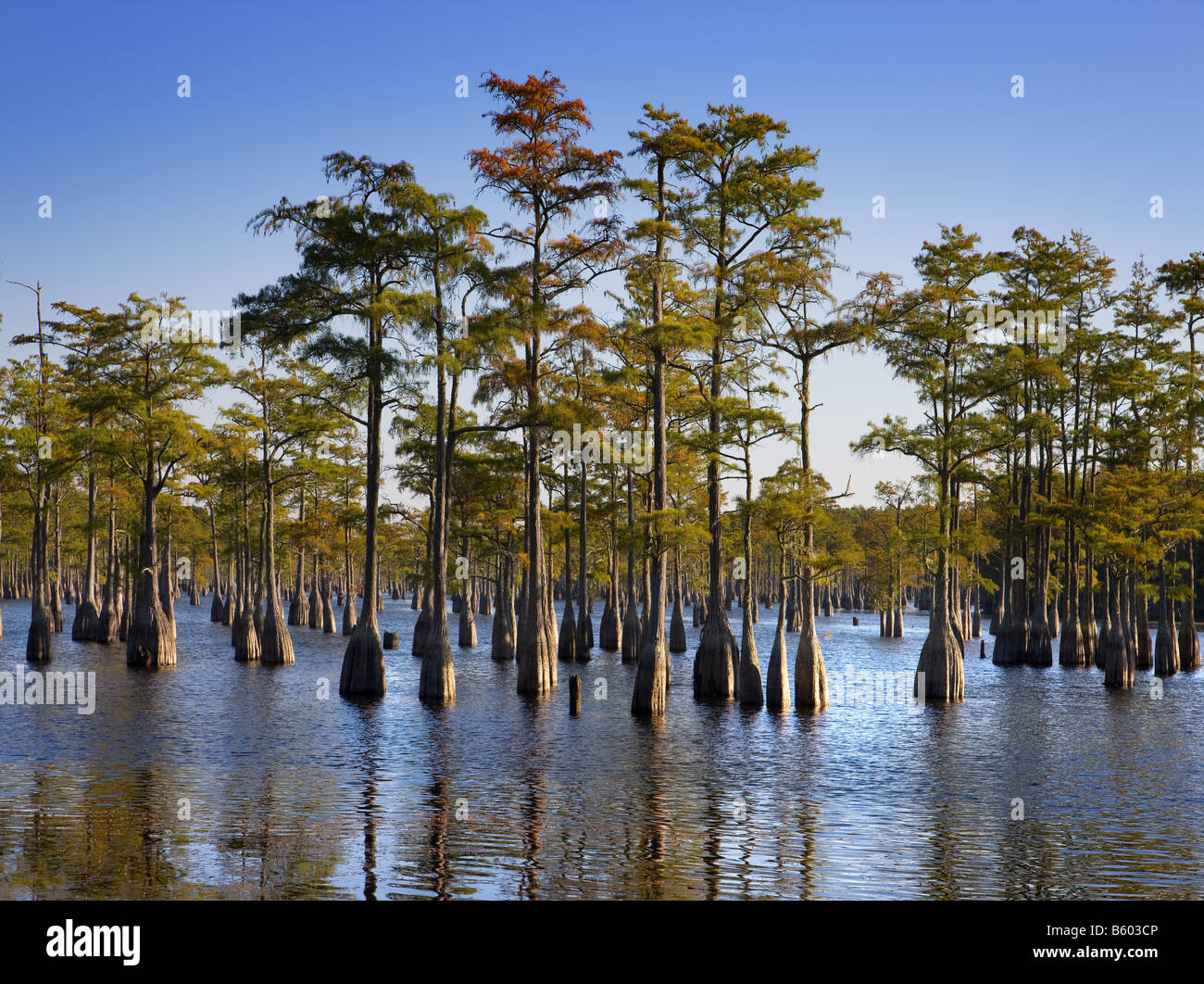 Cipressi in acqua come si vede nel sud della Georgia, Stati Uniti d'America Foto Stock