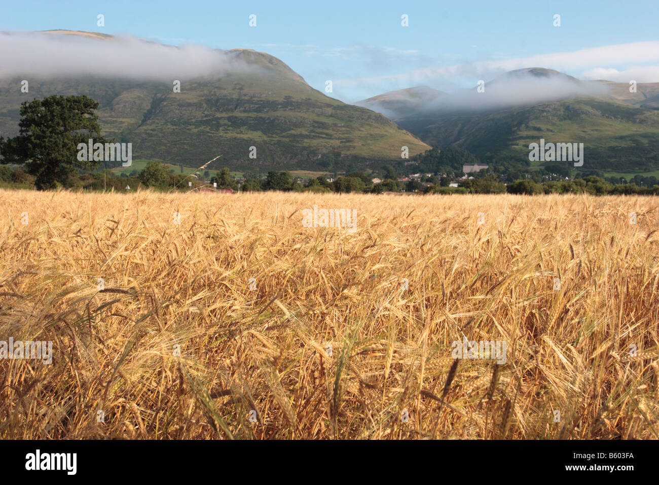 Le Ochil Hills a Alva visto da sud. Foto Stock