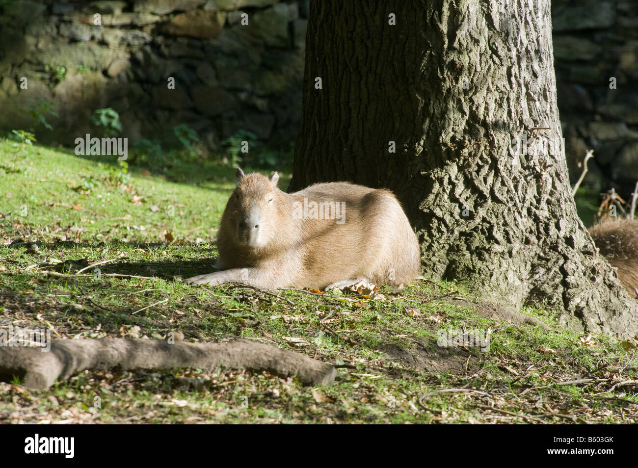 Capibara (Hydrochoerus hydrochaeris) riposo sotto un albero Foto Stock