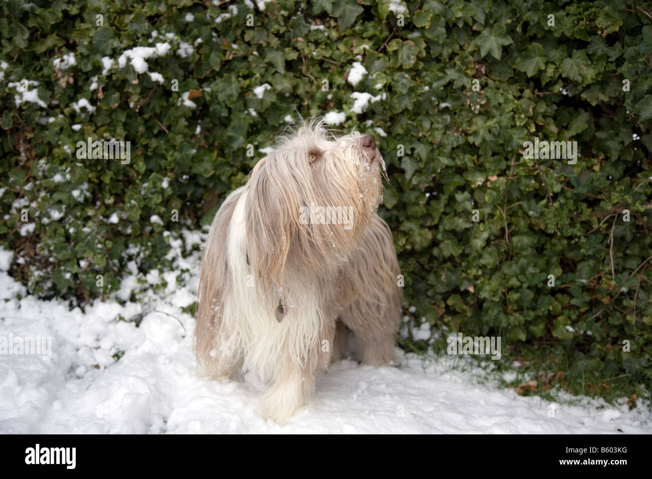 Femmina collie barbuto cane fuori nella neve in inverno a Lincs, Inghilterra Foto Stock