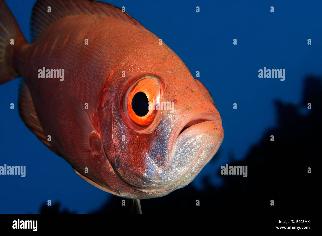 Priacanthus hamrur Crescent tail tonno obeso, Mar Rosso Foto Stock