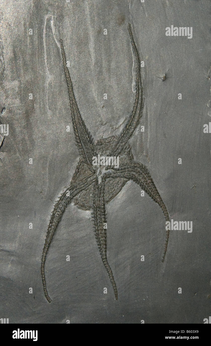 Fossil stella di mare (Bundenbachia beneckei) Devoniano, Baviera Germania Foto Stock