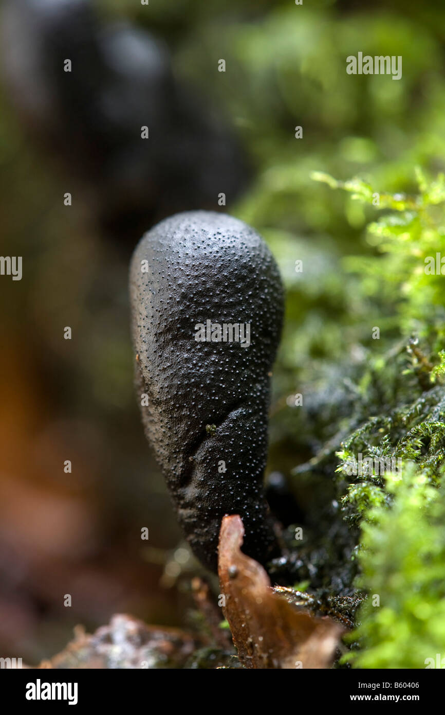 L'uomo morto s dito Xylaria polymorpha Foto Stock