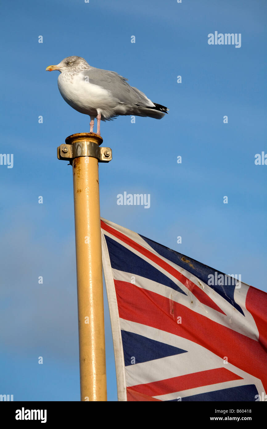 Herring gull Larus argentatus sul polo di bandiera di una nave Foto Stock