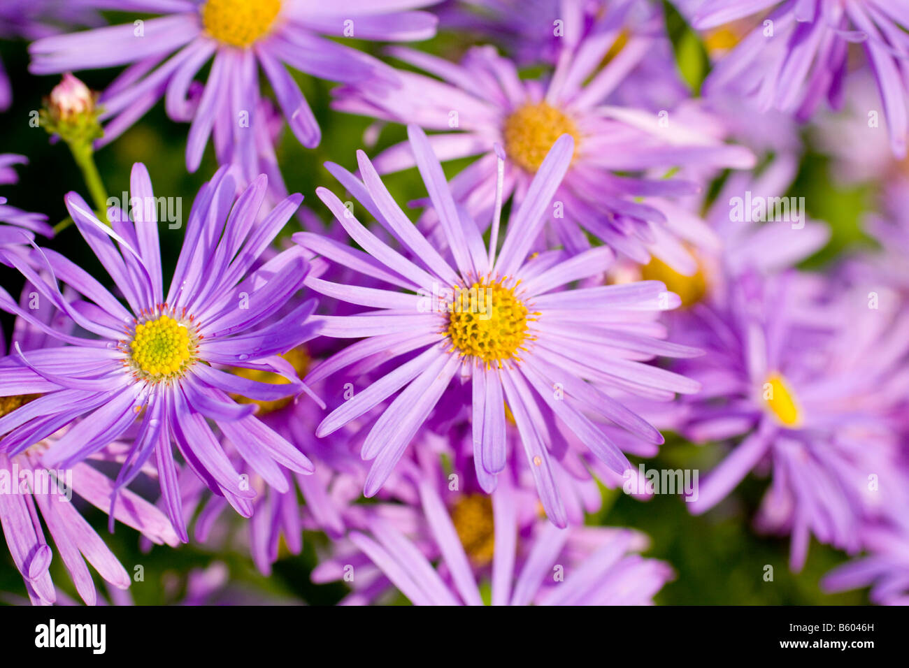 Aster x frikartii Monch fiore fiori close up Foto Stock