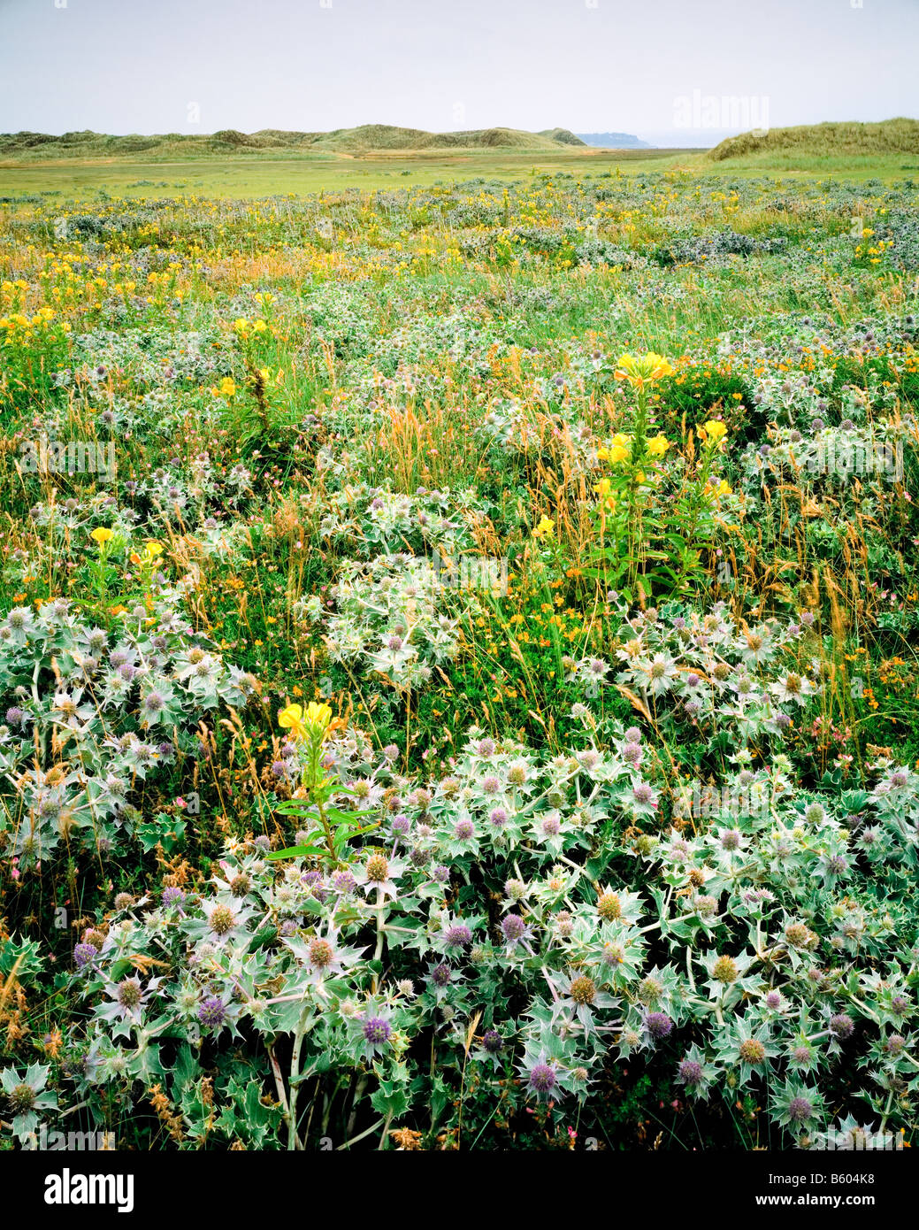 La flora di dune a Newborough Warren SSSI, Anglesey. Il Galles del Nord. Foto Stock