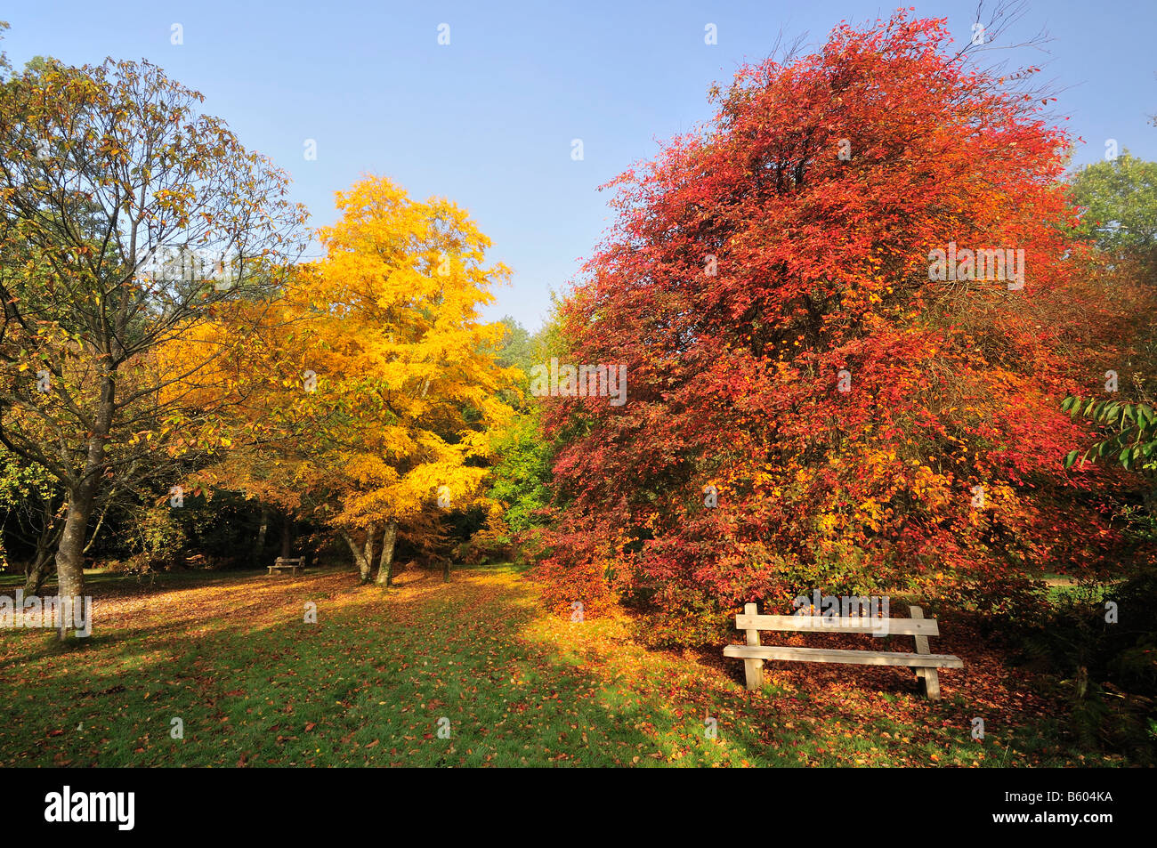 Snowy Mespil Amelanchier laevis Cherry Betulla Betula lenta Foglie di autunno Foto Stock