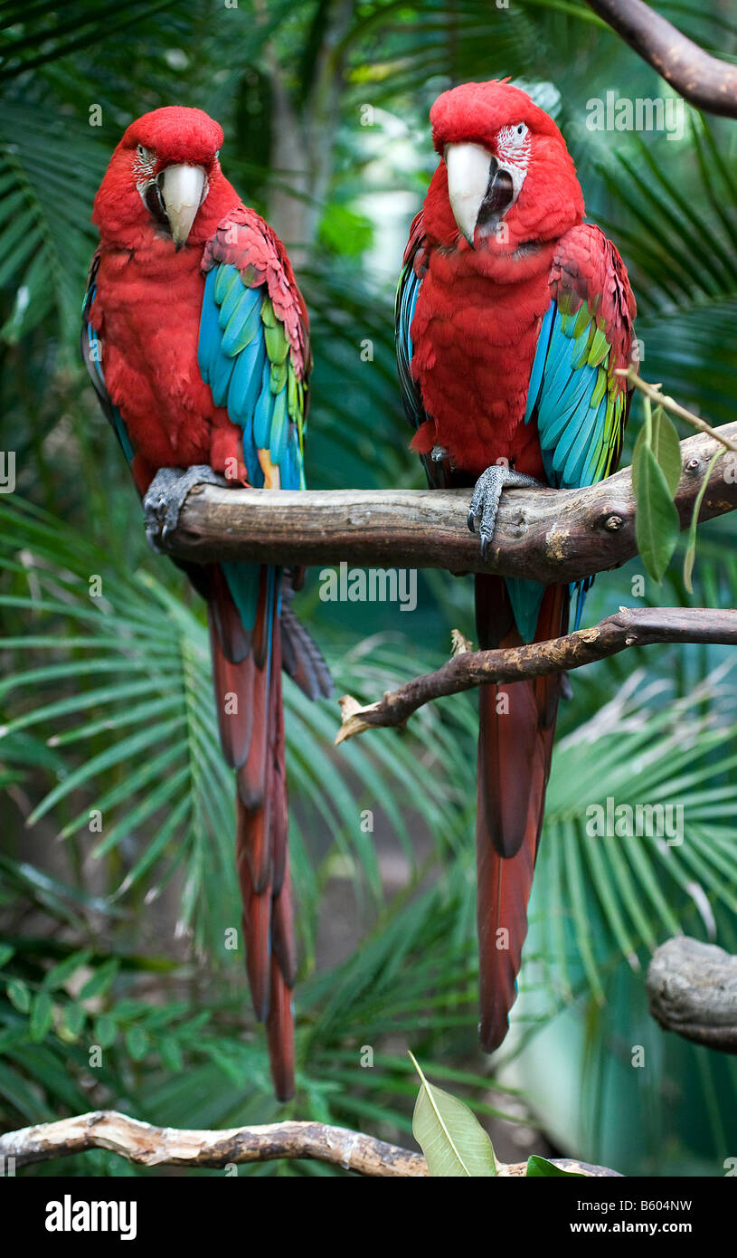 Verde-winged macaws o rosso-verde (pappagalli ara chloroptera) Foto Stock