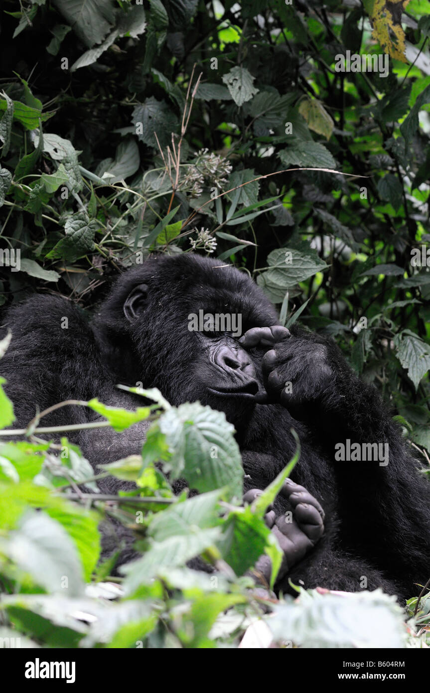 Ruanda Africa travel ecoturismo gorilla di montagna faccia espressione di ortiche giungla foresta pluviale primate animali selvatici del comportamento di mammifero Foto Stock