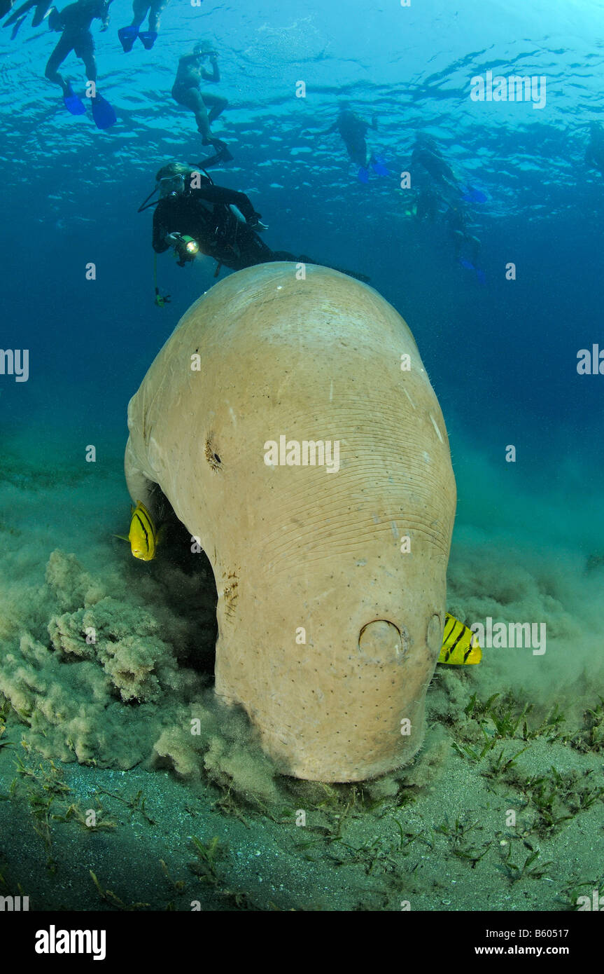 Speciosus Dorato Del Trevally Pilotfish Gnathanodon Immagini E 