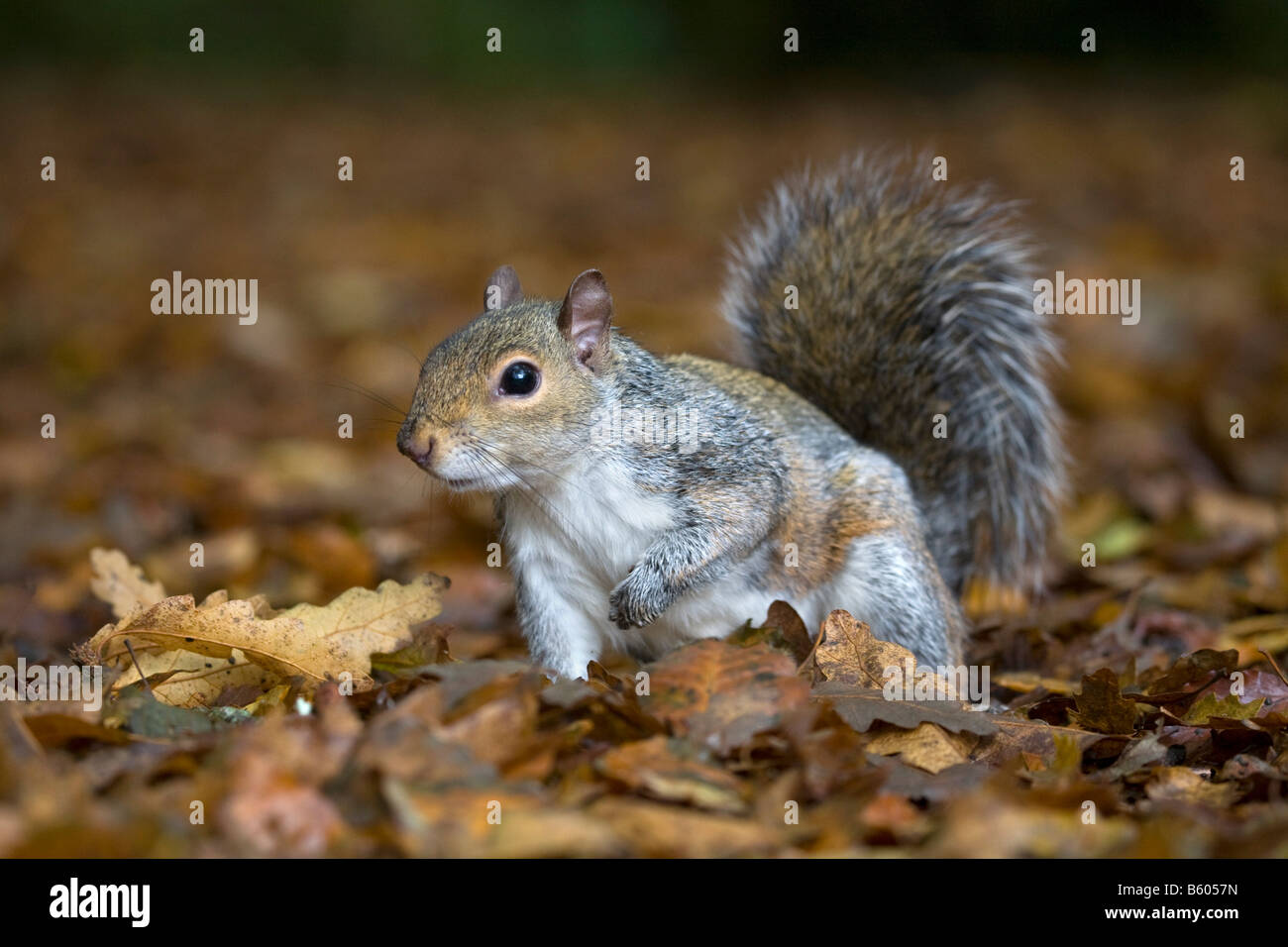 Scoiattolo grigio Sciurus carolinensis tra foglie Foto Stock