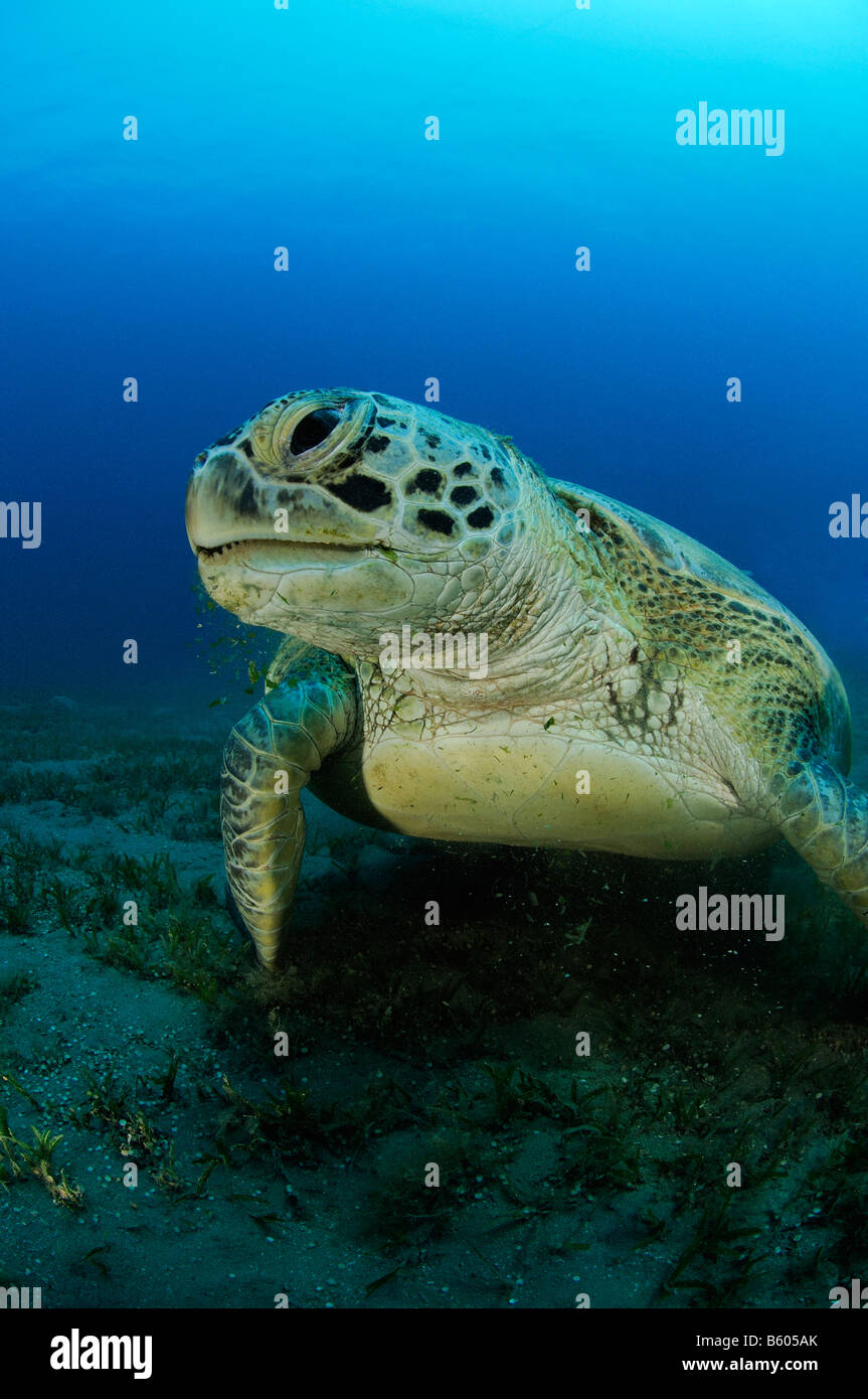 Chelonia Mydas, tartaruga verde, Mar Rosso Foto Stock