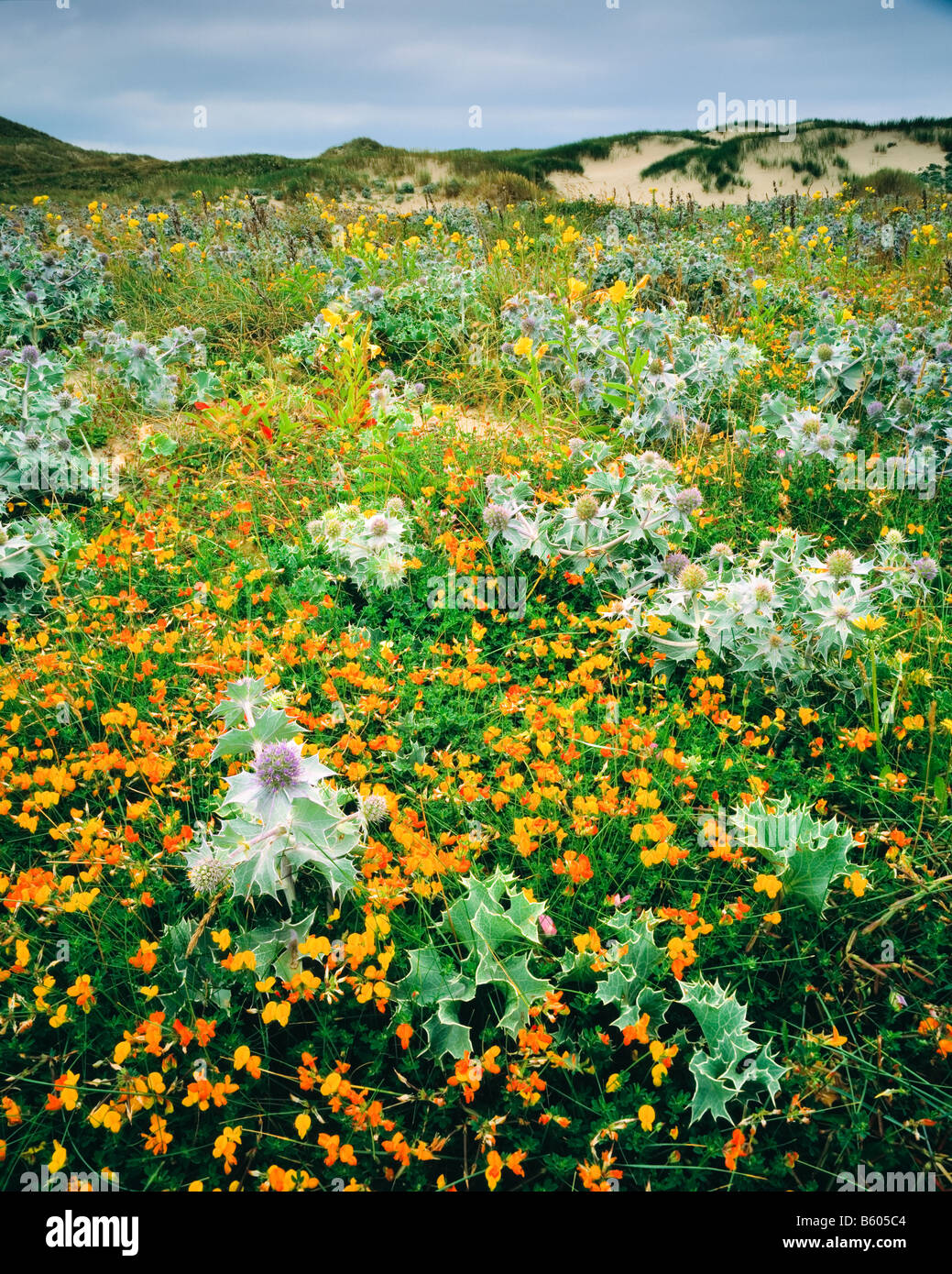 La flora di dune a Newborough Warren SSSI, Anglesey. Il Galles del Nord. Foto Stock