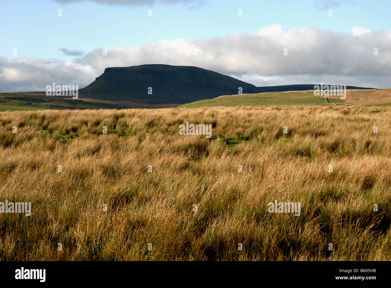 Penyghent montagna con la brughiera in primo piano,Yorkshire Foto Stock