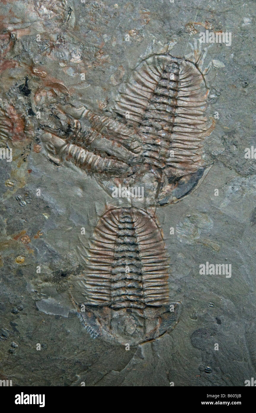Trilobiti fossili (Olenoides serratus) Burgess Shale, pre-Cambriano, British Columbia, Canada Foto Stock
