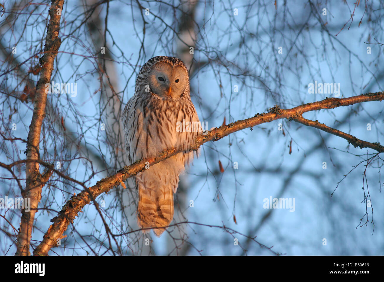 Adulto Ural allocco (Strix uralensis) nei colori del tramonto. Foto Stock