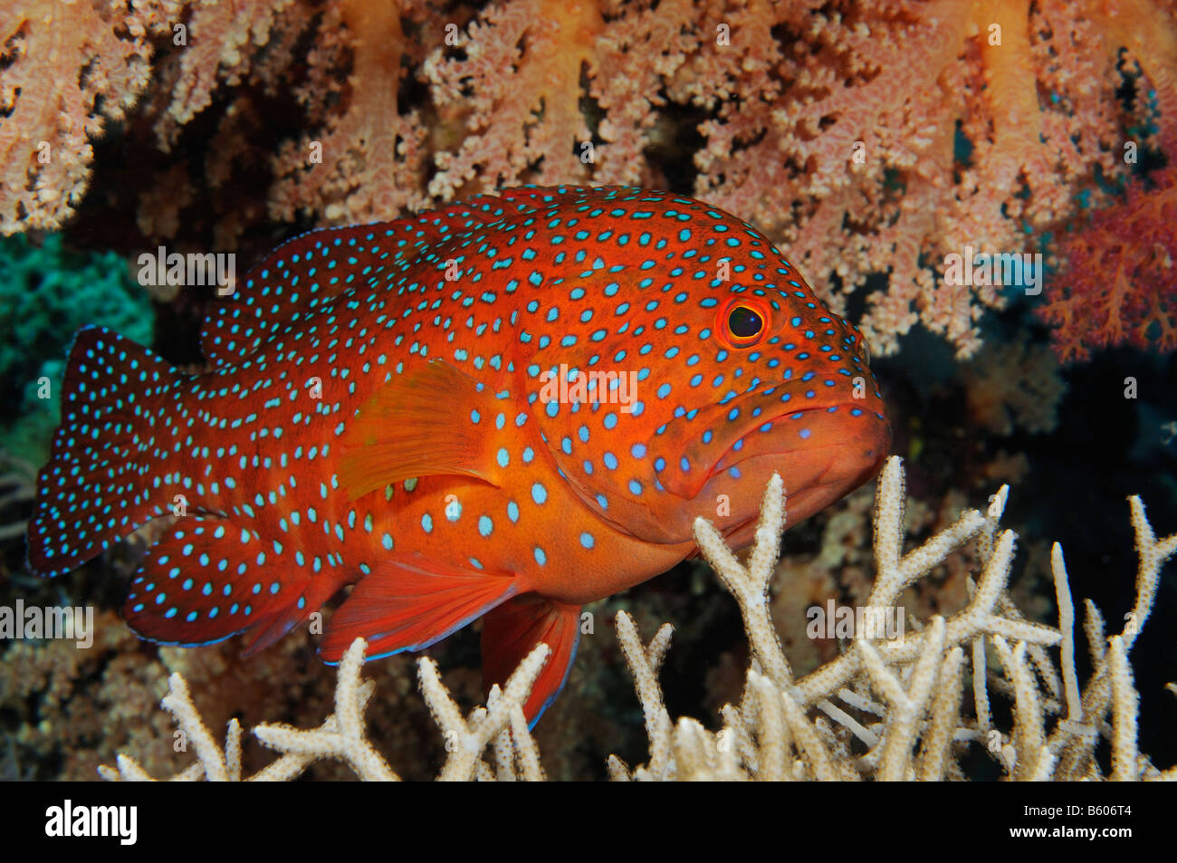 Cephalopholis miniata, Coral raggruppatore, Vermillion spigola, Mar Rosso Foto Stock
