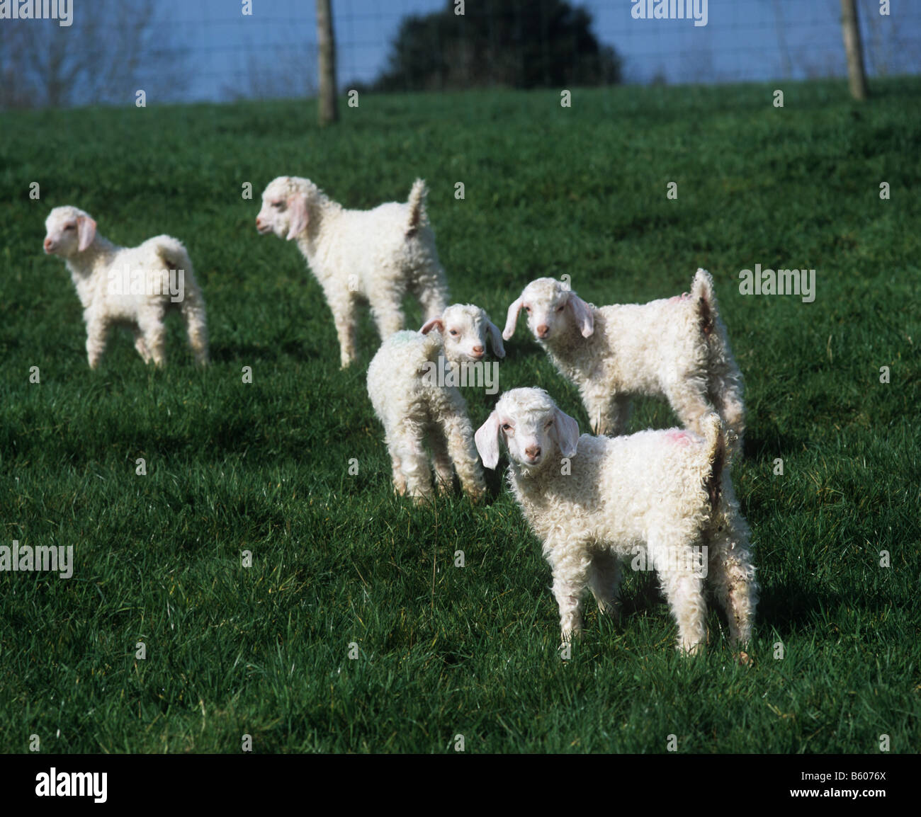 Due settimana vecchia capra Angora kids sull'erba dei pascoli in primavera Foto Stock