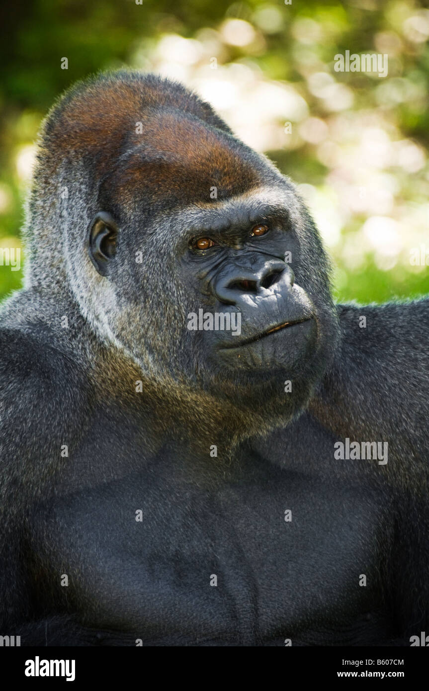 Espressione facciale di grande Gorilla Silverback. Foto Stock