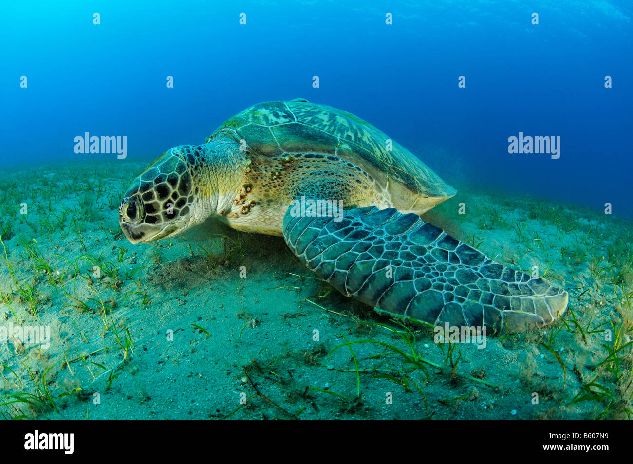 Chelonia Mydas Green seaturtle, Mar Rosso Foto Stock